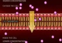 active passive transport