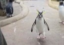Acunn.Com - Zıplayan sevimli penguen Facebook