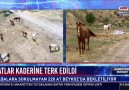 Adalara sokulmayan atlar kaderine terk edildi..