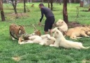 Adamı Leoparın Saldırısından Kaplan Kurtarıyor