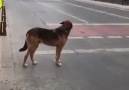 Adam mı köpek mi akıllı yer Beşiktaş&