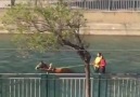 Adana&At Arabası Kullanılması Yasaklanırsa Ne Olur