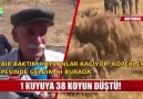 Adıyamanda Sıradan Bir Olay.. Her şey ilk koyunun atlamasıyla başladı!