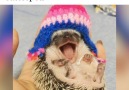 Admit it you want a hedgehog now