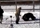 A dog hardly saved from claws of a wild bear in Russia