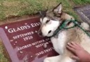 A dog is weeping beacause its owner is no more