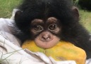 Adorable baby monkey eating papaya