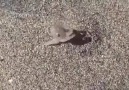 Adorable Baby Octopus On The Beach
