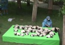 23 adorable baby pandas make their world debut