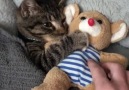 Adorable cat hugs his teddy bear!