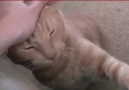 Adorable cats begging for some cuddling