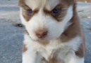 Adorable Close-Up Of Puppy Compilation &lt3