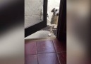 Adorable Dog Helps Pal With The Door