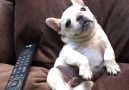Adorable Frenchie Has A Chilled Out Sunday