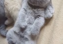 Adorable grey kitten <3