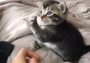 Adorable kitten showing her tiny jelly beans