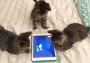 Adorable kittens trying to catch some fish