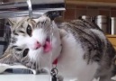 Adorable kitty loves drinking water from the faucet