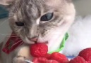Adorable kitty loves Raspberries