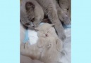 Adorable moment of mama cat and her cute kitten