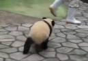 Adorable Panda wants to have fun!