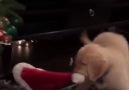Adorable Pets - Merry Chrimast &lt3 Facebook