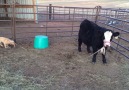 Adorable Puppy Tries To Steer Cow