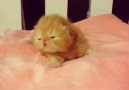 Adorable tiny ginger kitten