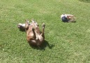 Adorable Tot And Dog Roll Around
