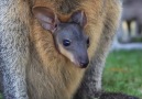 Adorable Wallaby Joey Pops Her Head Out Of Mother's Pouch