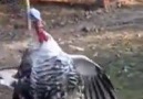 A este pavo lo traen "loco" de amor