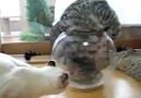 A Fishbowl Full Of Cat!