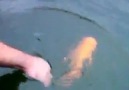 A fish that likes to play with a human