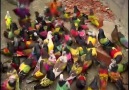 A flock of coloured pigeons