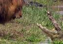 African Cats - Earning His Keep