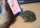 Afrika Boğa Kurbağası ve Dokunmatik Ekran