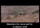 Afrika'da Bir Maymundan Gizli Su Yerini Öğrenmek!