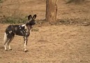 Afrika Köpeklerinin Zincir Avlanma Taktiği