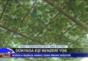 Afyon - Bu caminin dünyada eşi benzeri yok.Doğayla...