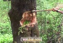 Ağaçtan Çıkan Bal ) İnanılmaz Görüntüler