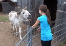 A girl and her donkey Credit JukinVideo