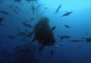 Ağırlığı 30 ton uzunluğu 12 m olan Balina Köpk Balığı.