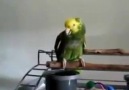 Ağlayan bebek taklidi yapan papağan