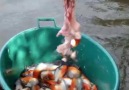 A good way to fishCredit JukinVideo