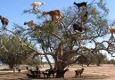 Agriculture Technology - Goat climbing tree Facebook