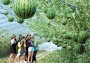 Agriculture Technology - Japan Agriculture Technology - Melon Farming Facebook