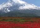 Ağrı dağının Iğdır tarafındaki gelincik... - Melek Kıyı Aydın