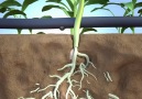 Agriglance - How nematodes damage plants.