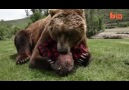A Grizzly Bear That Acts Like a Puppy.