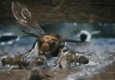A group of bees avenge their friend who got killed by a hornet